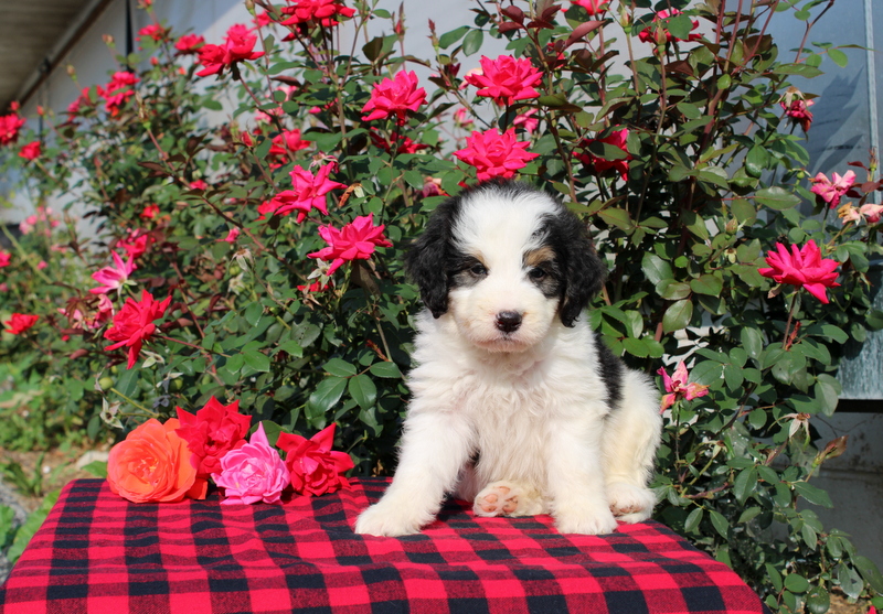 puppy, for, sale, Bernedoodle, Matthew B. Stoltzfus, dog, breeder, Gap, PA, dog-breeder, puppy-for-sale, forsale, nearby, find, puppyfind, locator, puppylocator, aca